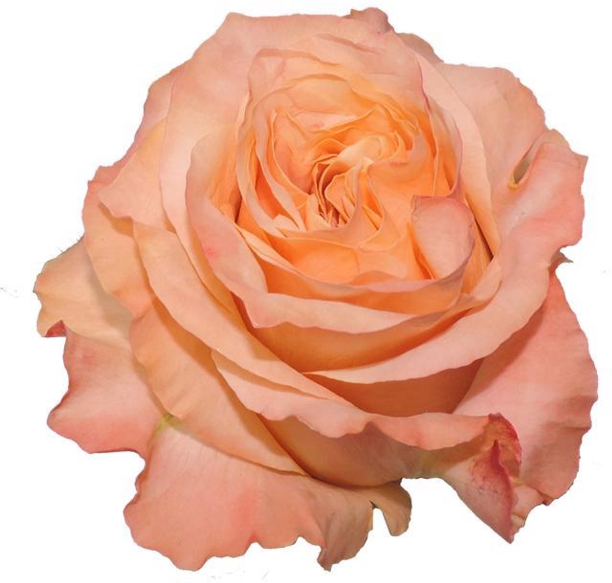 25x Rosa shimmer 60cm