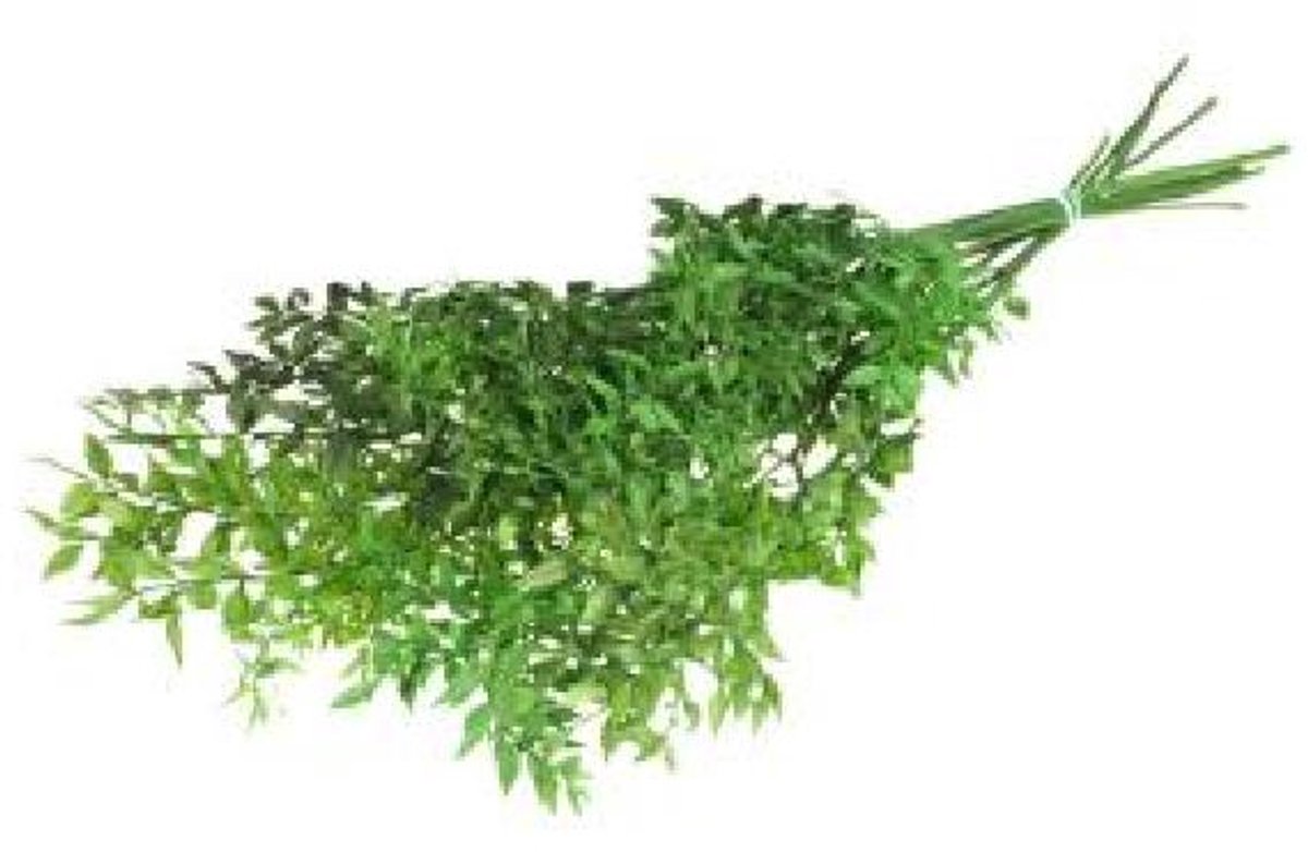 5x Dc ruscus bleached green 70cm