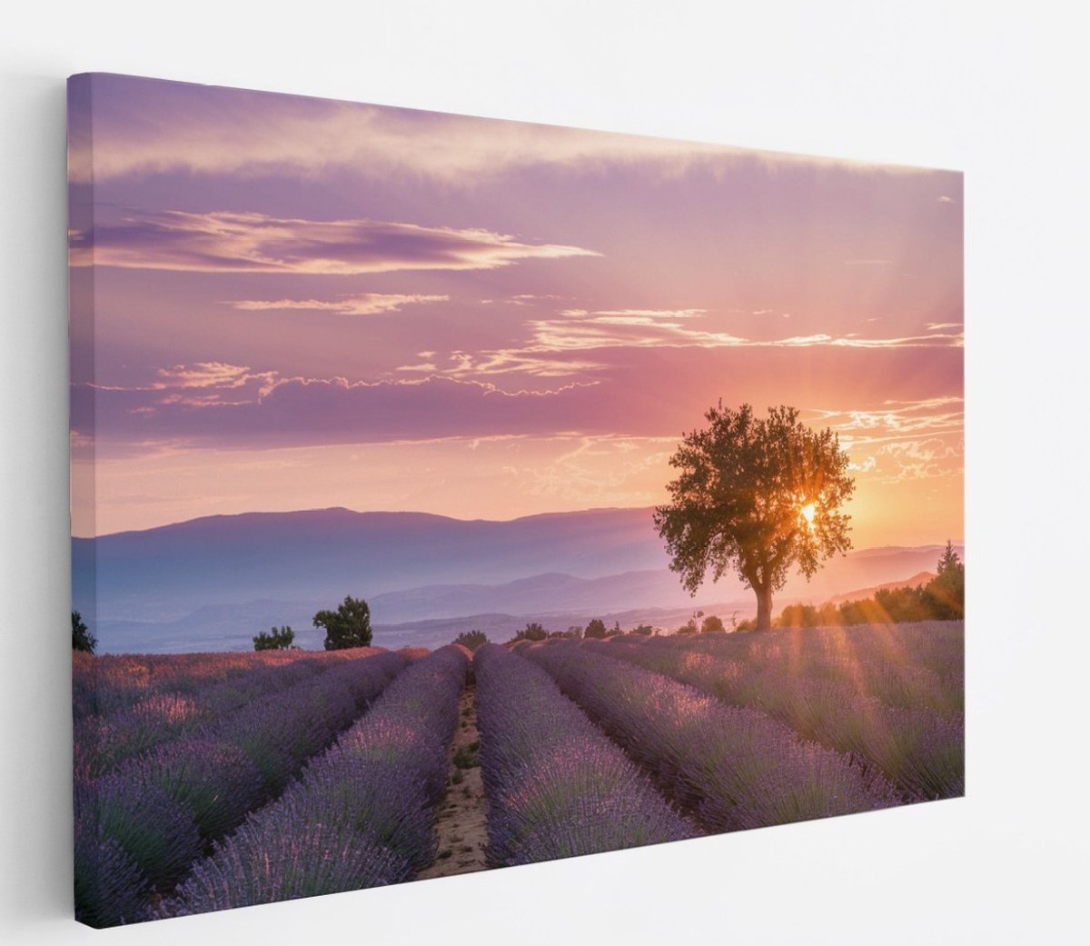 Saammp Canvas Schilderij - Lavendelveld met de zon tussen de boom - Natuur - Landschap - 120x80 - Foto op canvas - Wanddecoratie - Muurdecoratie Woonkamer - Slaapkamer decoratie - Canvas Print Multicolor