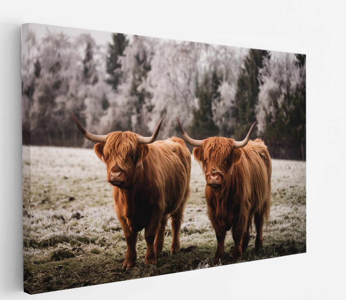 Saammp Canvas Schilderij - Schotse Hooglander Koeien in het gras - Dieren - Natuur - 100x75 - Foto op canvas - Wanddecoratie - muurdecoratie Woonkamer - Slaapkamer decoratie - Canvas Print Multicolor