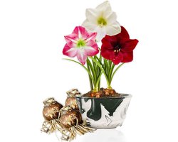 Amaryllis Bol - Budget Mix - Bloembollen - 3 stuks - Meerkleurig - Bloem bollen