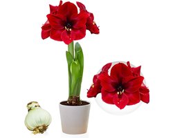 Amaryllis Bol - Dark Passion - Bloembollen - 1 stuk - Rood - Bloem bollen - No Water Flower