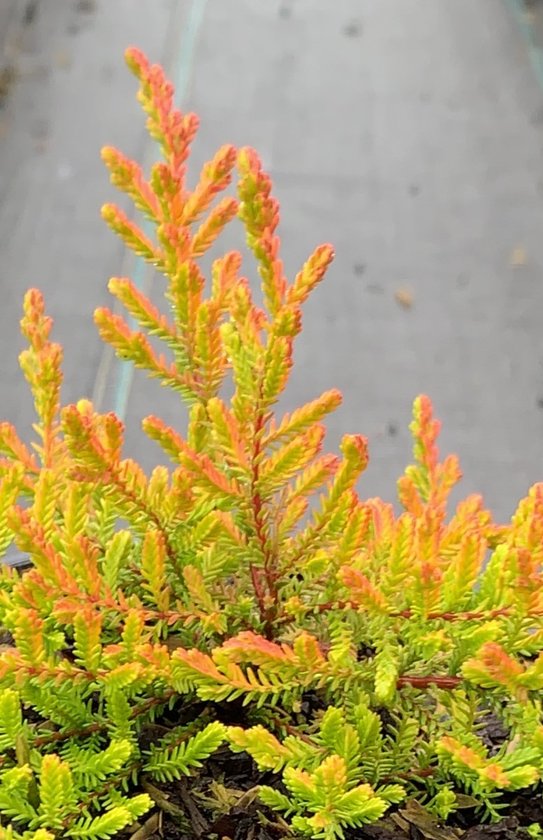 Zomerheide Oranje/Roze - 10 Stuks - Calluna vulgaris 'Wickwar Flame' - P9.5 - Plant - Tuinplant - Heide