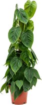 Groene plant – Philodendron (Philodendron scandens) – Hoogte: 80 cm – van Botanicly