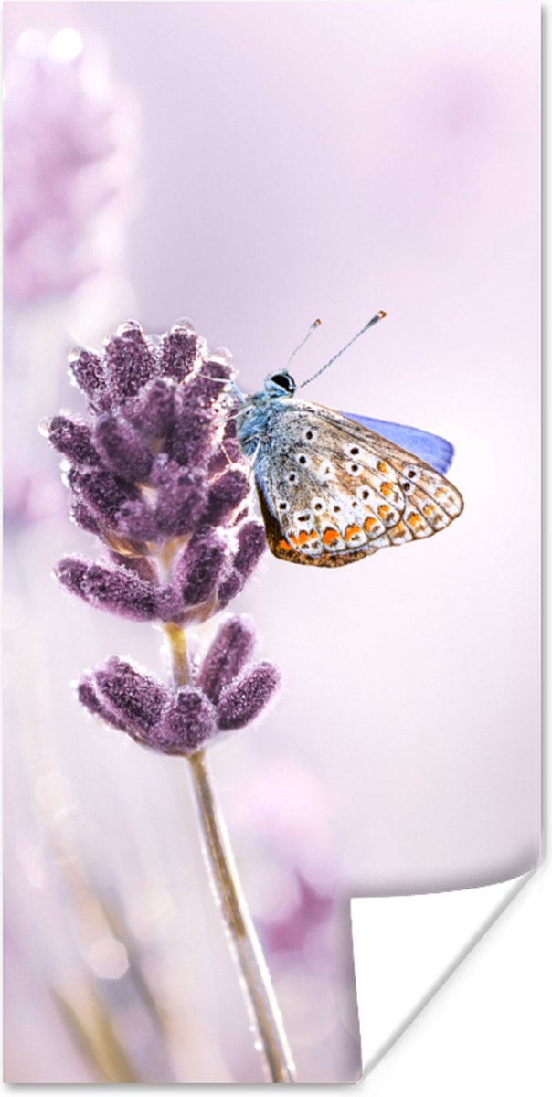 Poster Lavendel - Vlinder - Close-up - Paars - 20x40 cm