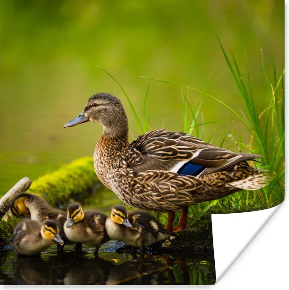Poster Eend - Vogels - Water - Tak - Mos - 75x75 cm