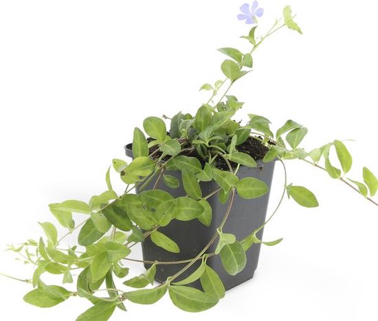 Set de 6 Petites Pervenche - Vinca minor bleu hauteur 15cm taille pot 9cm