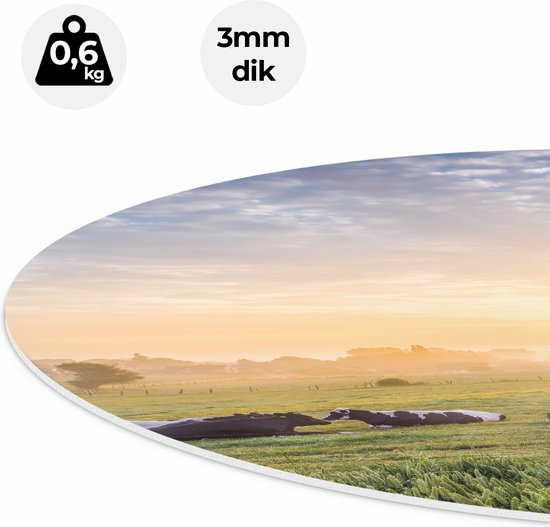 Artaza Forex Muurcirkel Koeien In De Wei Tijdens Zonsopgang - 70x70 cm - Wandcirkel - Rond Schilderij - Wanddecoratie Cirkel - Muurdecoratie