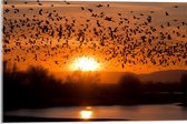 Acrylglas - Dieren - Vogels - Planten - Zonsondergang - Water - 60x40 cm Foto op Acrylglas (Met Ophangsysteem)