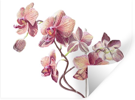 Sticker Muursticker Illustration orchidée rose - illustration d'orchidées roses sur fond blanc - 40x30 cm - film adhésif autocollant - sticker mural repositionnable