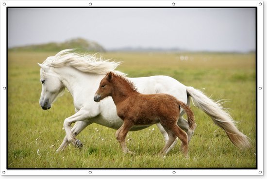 Paarden - Dieren - Gras - Tuinposter