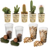 vdvelde.com - Cactus Plant DIY Terrarium Planten Set - 5 Cactussen - Substraat - Grond