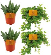 Plantenboetiek.nl | 2x Aloe Paradisicum + 2x Peperomia Rotundifolia - Kamerplant - Hoogte 10cm - Potmaat 10,5cm