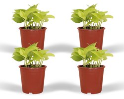 Plantenboetiek.nl | Epipremnum Golden Pothos - Scindapsus - Ø12cm - 15cm hoog - Kamerplant - Groenblijvend