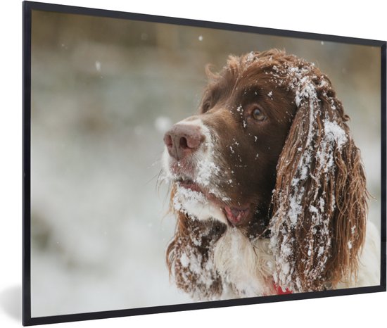 Fotolijst incl. Poster - Close-up van een Engelse springerspaniël hond in de sneeuw - Posterlijst