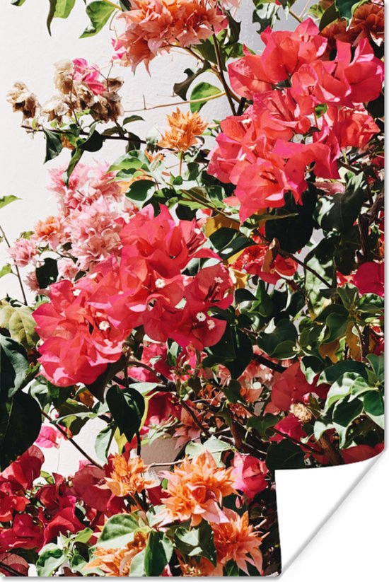 Poster Fleurs roses dans un buisson - 20x30 cm