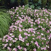 25 x Geranium 'Wargrave Pink' - Bodembedekker / Winterharde Tuinplant - Ooievaarsbek 'Wargrave Pink' in 9x9cm pot met hoogte 5-10cm