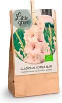 7x Gladiolus 'Norma Jean' | Gladiolus bollen | Wit | Biologisch | Zomerbloeiers | Winterharde bollen