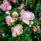 3x Rosa floribunda "Saphir" | Rozenstruik winterhard | Paarse bloemen | Kale wortel planten | Leverhoogte 25-40cm