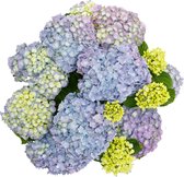 Hortensia „Forever & Ever“ - Hydrangea macrophylla - Blauwe hortensia - Winterharde tuinplant ↑25-40m - Pot- Ø 16cm