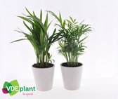 Kamerplant van Botanicly – Planten Mix – Hoogte: 35 cm – Mix