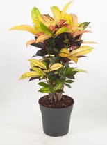 Kamerplant van Botanicly – Croton – Hoogte: 70 cm – Codiaeum variegatum Mrs Iceton