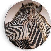 Artaza Dibond Muurcirkel Twee Knuffelende Zebra's  - Ø 70 cm - Wandcirkel - Rond Schilderij - Voor Binnen en Buiten