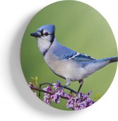 Artaza Houten Muurcirkel - Blauwe Gaai Vogel Op Een Tak - Kleur - Ø 55 cm - Multiplex Wandcirkel - Rond Schilderij