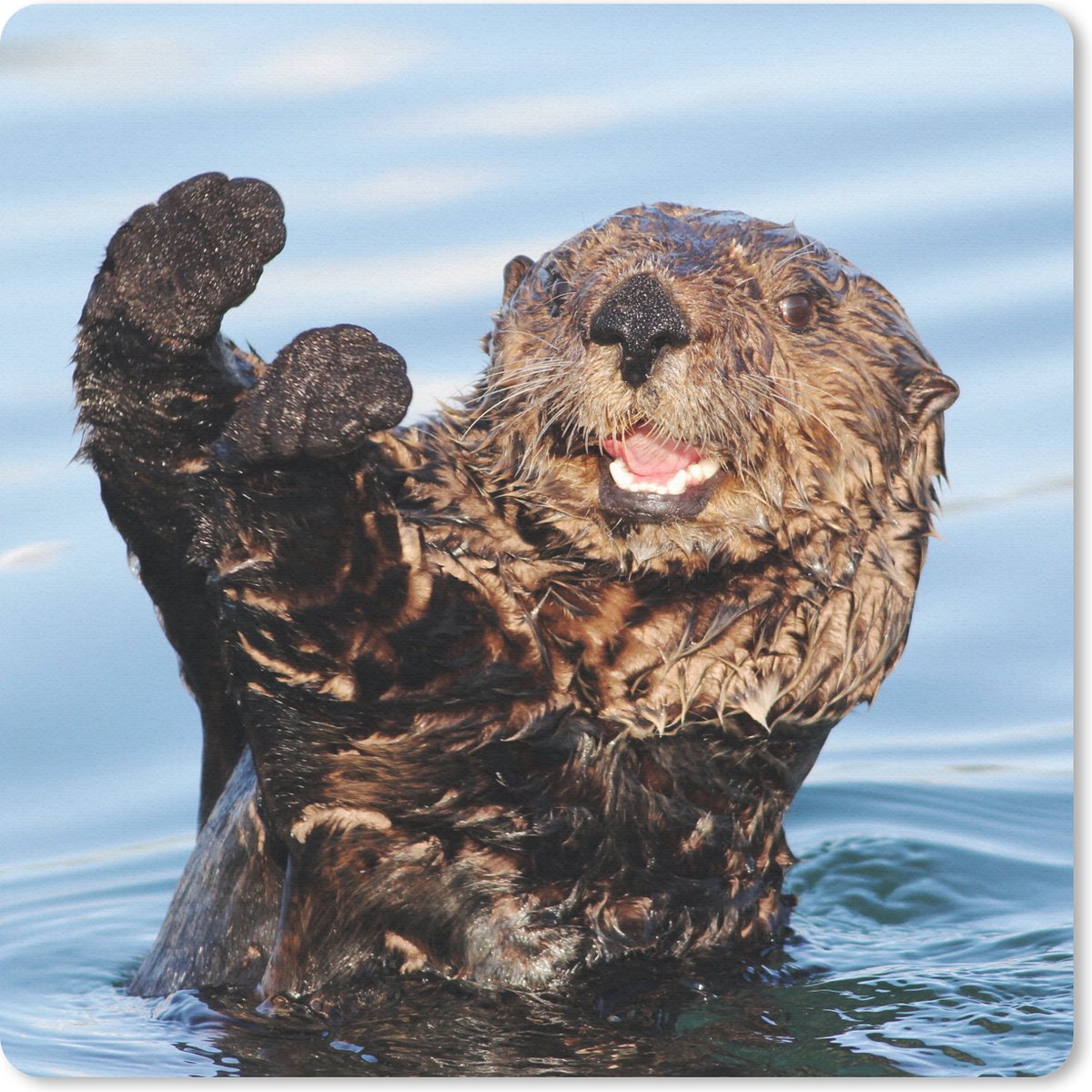 Muismat 30x30 cm - Mousepad Otter in het water - Muismatten
