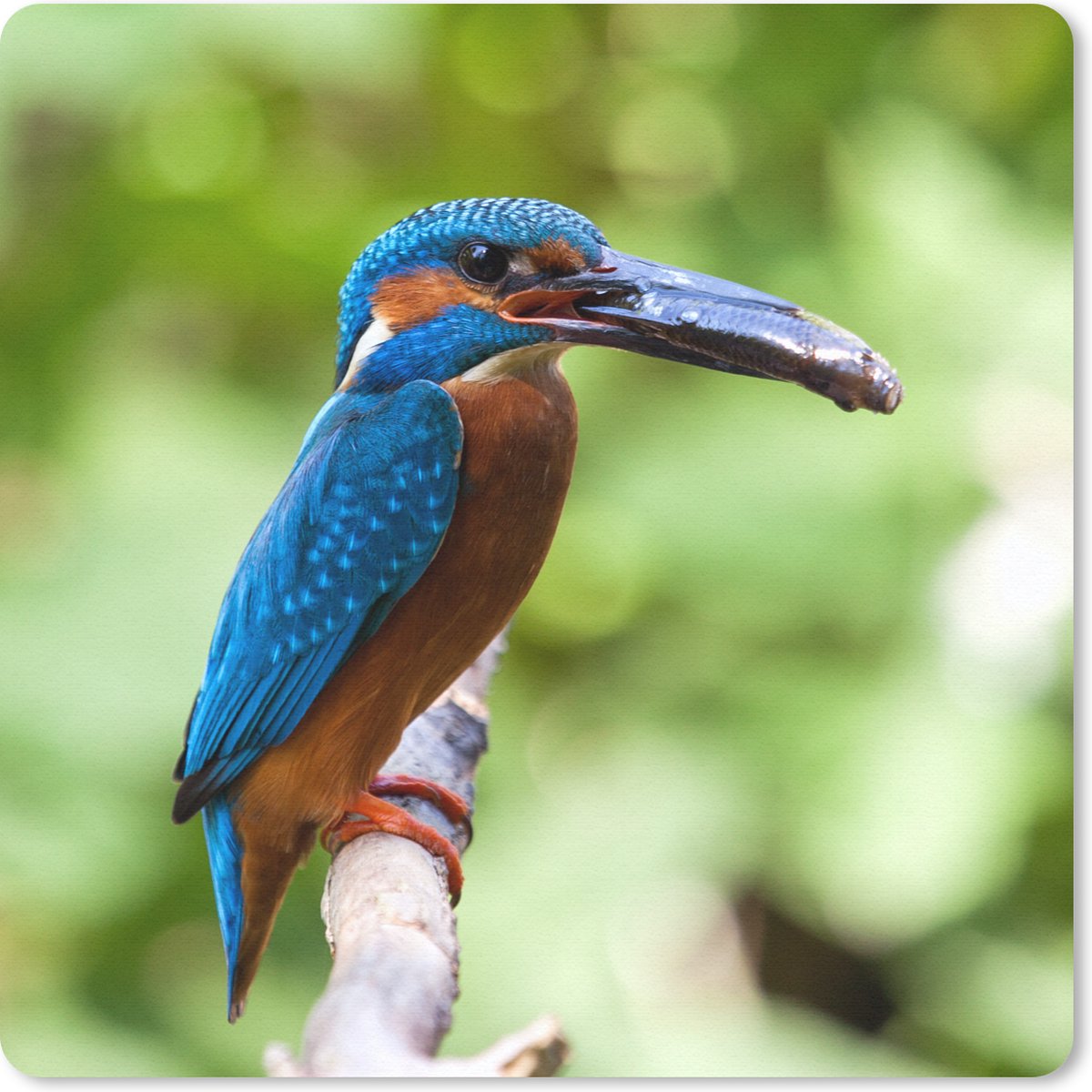 Muismat 30x30 cm - Mousepad IJsvogel - Vis - Boom - Muismatten