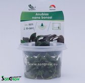 Anubias nana bonsai - Epaqvitro 100 ml cup