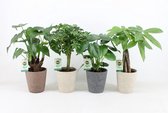 Kamerplanten van Botanicly – 4 × Planten Mix – Hoogte: 45 cm – Mix