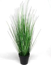 Grass plant 68cm