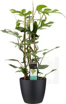 FloriaFor - Philodendron Minima In ELHO Sierpot Brussels (zwart) - - ↨ 70cm - ⌀ 20cm