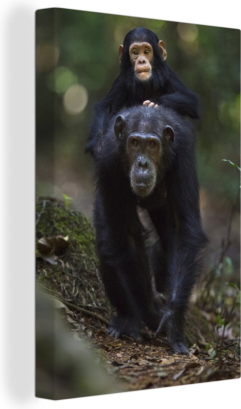 Canvas Schilderij Chimpansee aap met baby op haar rug - 40x60 cm - Wanddecoratie