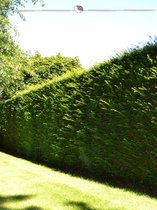 Venijnboom Taxus baccata 30-40 cm in Pot, 25x Haagplant