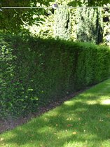 Venijnboom Taxus baccata 80-100 cm in Pot, 40x Haagplant