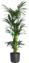 Kamerplant van Botanicly – Kentiapalm  incl. sierpot antraciet cilindrisch als set – Hoogte: 160 cm – Howea forsteriana Kentia