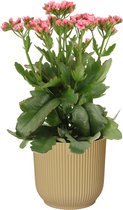 Hellogreen Kamerplant - Kalanchoe Sunny Pink - 40 cm - ELHO Vibes Fold sierpot Botergeel