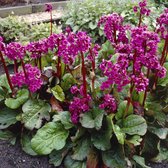 8 x Bergenia cordifolia - Schoenlappersplant in C2 pot met hoogte 10-20cm