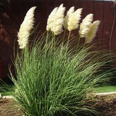 4 x Cortaderia sel. Pumila - Pampasgras in C2 pot met hoogte 20-40cm