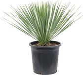 Kamerplant van Botanicly – Palmlelie – Hoogte: 65 cm – Yucca Rostrata