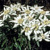 12 x Leontopodium alpinum - Edelweiss in 9x9cm pot met hoogte 5-10cm