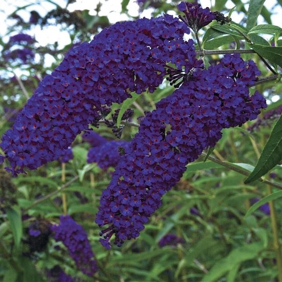 4 x Buddleja Davidii ' Empire Blue' - Arbre à papillons en pot C2 de hauteur 20-40cm