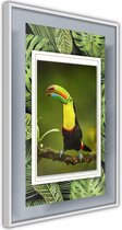 Toucan in the Frame