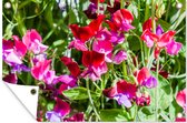 Tuinposter - Tuindoek - Tuinposters buiten - Lathyrus bloemen in de tuin - 120x80 cm - Tuin