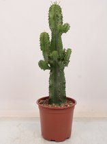 Cactus van Botanicly – Cactus incl. sierpot antraciet cilindrisch als set – Hoogte: 60 cm – Euphorbia Eritrea