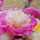Pioenroos (Pioen lactiflora) 'Bowl of Beauty' | 1 stuk | Bloeiende vaste plant | bloemenpracht in de zomer | Wortelstok | Snijbloem | Geurend | verwilderend | winterhard
