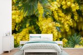 Papier peint photo en vinyle - Fleurs de mimosa jaune largeur 525 cm x hauteur 350 cm - Tirage photo sur papier peint (disponible en 7 tailles)