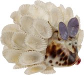 Beelden - Egel - Schelp - Wit - 7x6x5 cm - Indonesie - Sarana - Fairtrade